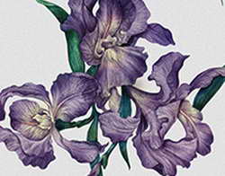 За выходные в авариях пострадали 15 курян